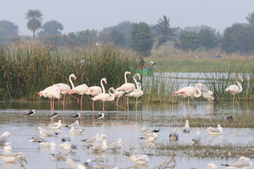 This breathtaking image captures a flamingo in its natural habitat at Bhigwan, Maharashtra, a...