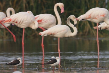 This breathtaking image captures a flamingo in its natural habitat at Bhigwan, Maharashtra, a renowned birdwatching destination. With its elegant long legs, curved neck, and striking pink feathers, th