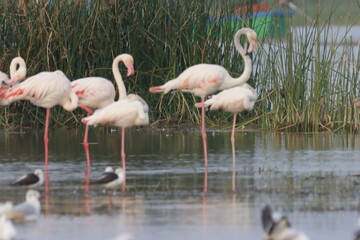 This breathtaking image captures a flamingo in its natural habitat at Bhigwan, Maharashtra, a renowned birdwatching destination. With its elegant long legs, curved neck, and striking pink feathers, th