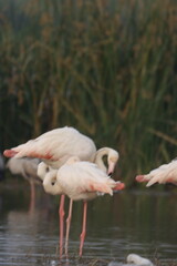 This breathtaking image captures a flamingo in its natural habitat at Bhigwan, Maharashtra, a renowned birdwatching destination. With its elegant long legs, curved neck, and striking pink feathers, th