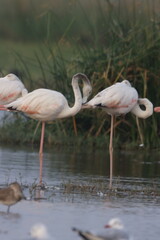 This breathtaking image captures a flamingo in its natural habitat at Bhigwan, Maharashtra, a renowned birdwatching destination. With its elegant long legs, curved neck, and striking pink feathers, th