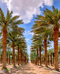 Plantations of date palms. Iconic ancient plant and healthy food crop. Currently it is sustainable agriculture industry in desert and arid areas of the Middle East. No AI tools were used