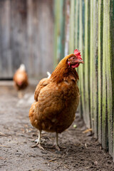 Domestic chicken standing in livestock dirt area with a fence behind it on farm