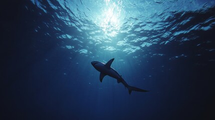 Obraz premium Great white shark swimming in deep blue ocean.