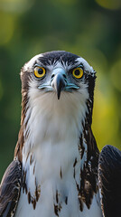 Naklejka premium A close-up of an eagle, with a blurry background 