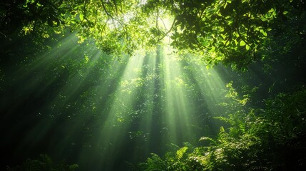Fototapeta premium Ethereal Sunlight Streaming Through Lush Green Forest Canopy
