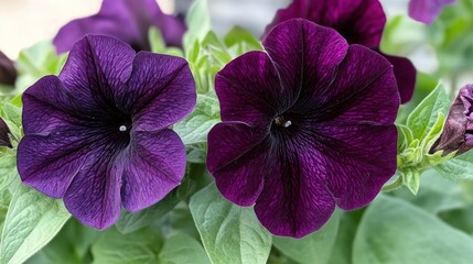 Close-up of two dark purple petunias with green leaves.