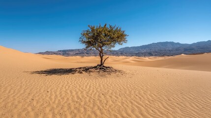 Lone desert tree, sand dunes, mountains background, nature photography