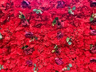 red roses 