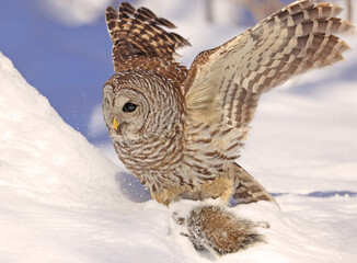 Barred owl with its prey in the snow, Quebec, Canada