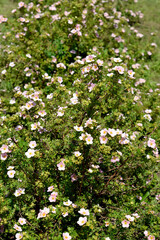 Flowering shrub cinquefoil (Pentaphylloides fruticosa (L.) O.Schwarz), Pink Queen variety (Pink Princess)