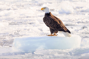 Bald eagle sitting on a small iceberg on frozen Ontario Lake, Canada