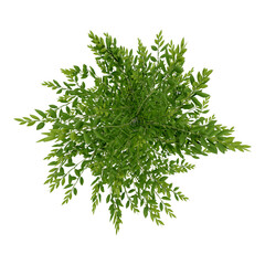 tree top view plant landscape architecture nature garden aerial render.