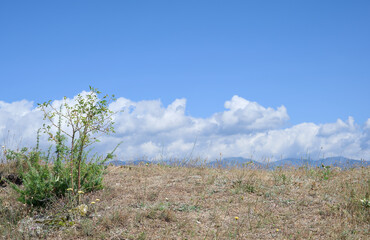 A small green bush grows on rocky ground and against airy white clouds in the blue summer sky.