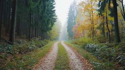 Obraz premium Misty autumn forest path, trees, leaves