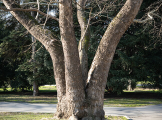 Ash tree with several trunks, Fraxinus Excelsior