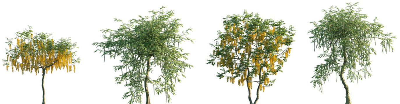 Set of Cassia fistula and Moringa oleifera frontal street trees isolated png on a transparent background perfectly cutout