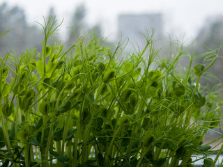 Obraz premium Fresh green pea sprouts are growing on a windowsill, bringing a touch of life and vibrancy to the cold season, offering a healthy and delicious addition to meals
