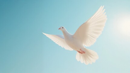 Fototapeta premium White dove in flight against a clear blue sky