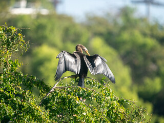 Neotropic Cormorant Nannopterum brasilianum drying wings in the sun