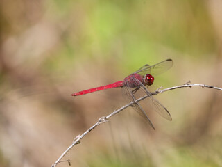 Red-tailed Skimmer dragonfly, Orthemis schmidti