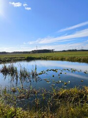 Vertical summer landscape. landscape with a pond in the field and a blue sky with clouds. overgrown lake