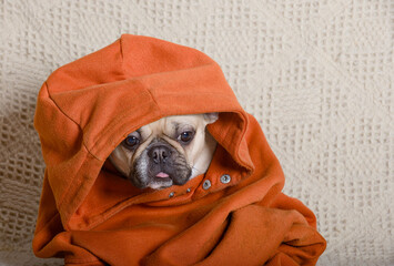 The adorable bulldog has put on the hood of a bright orange hoodie and is looking intently at the camera