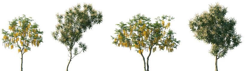 Set of Cassia fistula and Grevillea baileyana frontal street trees isolated png on a transparent background perfectly cutout