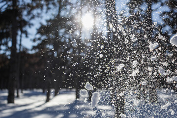 Winter park with falling snow