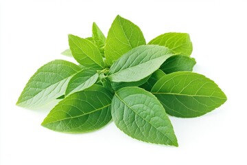 Fototapeta premium High resolution leaves pile isolated on white background