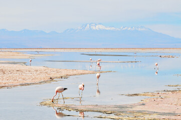 Chaxa lagoon  located in the salt flat of Atacama  northern Chile