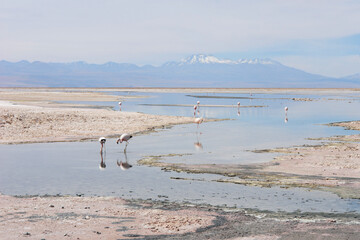 Chaxa lagoon  located in the salt flat of Atacama  northern Chile