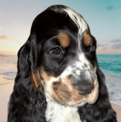 Portrait of a purebred English Cocker Spaniel puppy. Age 2 months. Color blue roan with tan. The dog is looking into the frame. In the background is a sandy beach by the sea.