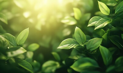Vibrant green leaves illuminated by golden sunlight, with soft focus background creating a sense of warmth and renewal