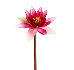 Beautiful blooming pink lotus flower isolated on white