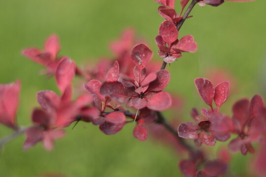 BARBERIS THUNBERGII. Berries on the branch with red leaves in autumn