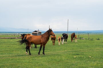 Modern animal livestock. Horses grazing in green field grassland farm countryside background. Horse...
