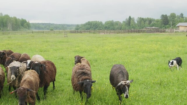 sheep getting herded by working sheep dog border collie