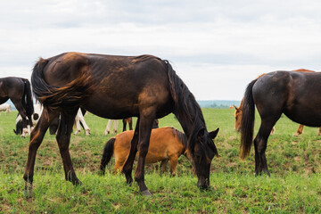 Modern animal livestock. Horses grazing in green field grassland farm countryside background. Horse...