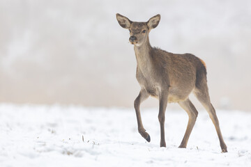 Young red deer calf walking through the snow covered meadow in winter, wildlife, cervus elaphus, Slovakia