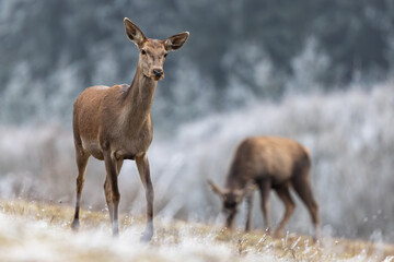 Red deer doe walking through the frost meadow in winter with young deer in the background, wildlife, Cervus elaphus, Slovakia