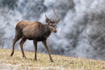 One young red deer stag with broken antler and tongue sticking out walking through the meadow in the morning, wildlife, Cervus elaphus Slovakia