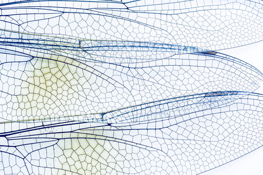 Macro dragonfly wings,Close up shot Dragonfly wing isolated on white background, Dragonfly wing on white With work path.