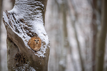 Tawny owl sitting on the edge of snow covered tree. Symbol of wisdom. Strix aluco, wildlife,...