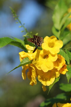 Butterfly on Yellow Flower