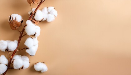 branch with white fluffy cotton flowers on beige background flat lay delicate light beauty cotton background natural organic fiber agriculture cotton seeds raw materials for making fabric