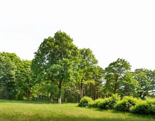 Fototapeta premium forest with big green trees and shrub in summer on white a background