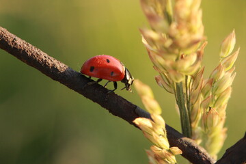 Ladybug on a leaf covered up with sunshine.