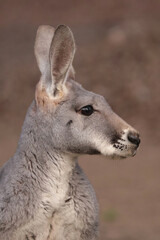 A red kangaroo in profile © Klimczak-Krajewska