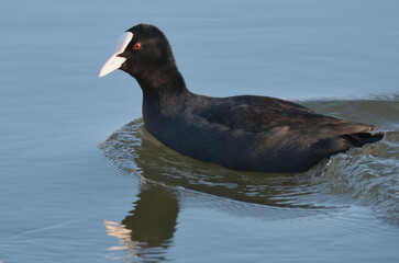 The coot in water